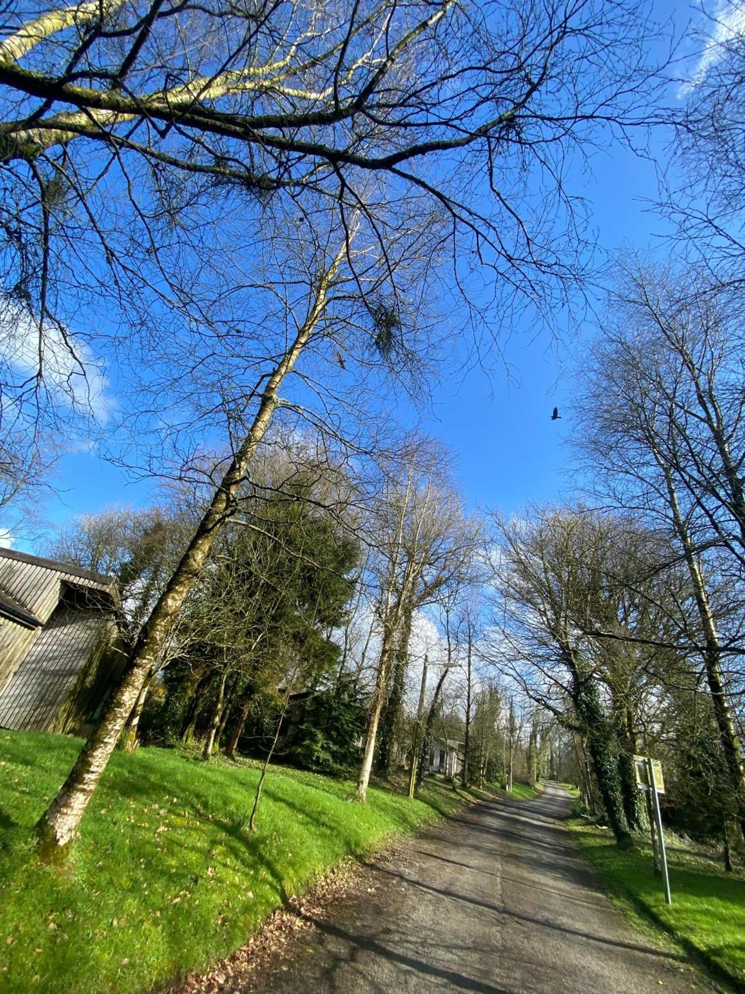 Ballyhoura Mountain Lodges Ballyorgan Exterior foto